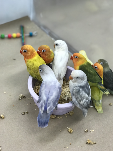 Bird Shop «Paterson Bird Store», reviews and photos, 13 Furler St # 1, Totowa, NJ 07512, USA