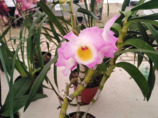 Cultivo de orquídeas Mérida