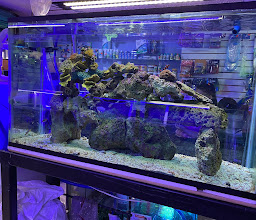 ACUARIO DORADIN Y AMIGOS photo