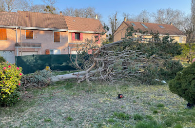 Elagueur paysagiste 95 Pierrelaye DSC à Pierrelaye