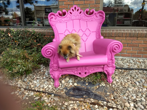 Ice Cream Shop «Bonnie Brae Ice Cream», reviews and photos, 799 S University Blvd, Denver, CO 80209, USA