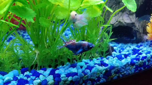 Pet Supply Store «Pet Supplies Plus», reviews and photos, 585 Moseley Rd, Fairport, NY 14450, USA