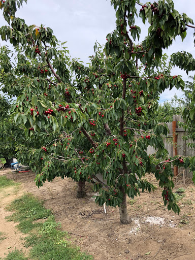 Produce Market «Washington Fruit Place At Barrett Orchards», reviews and photos, 1209 Pecks Canyon Rd, Yakima, WA 98908, USA