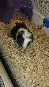 Petco - Photo 9 - Car repair in Bronx, NY, Queens