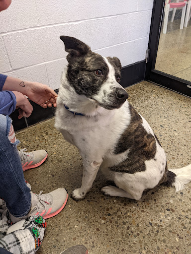 Animal Shelter «One of A Kind Pet Rescue», reviews and photos, 1929 W Market St, Akron, OH 44313, USA