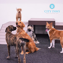 City Paws Pet Club - Dog Daycare, Boarding, Training & Grooming