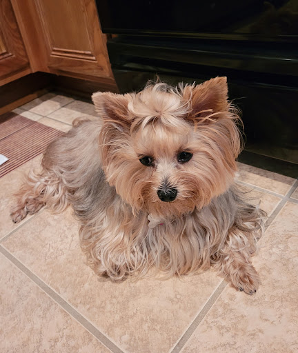 Pet Store «PetSmart», reviews and photos, 6545 North Grand Parkway West Suite 104, Spring, TX 77389, USA