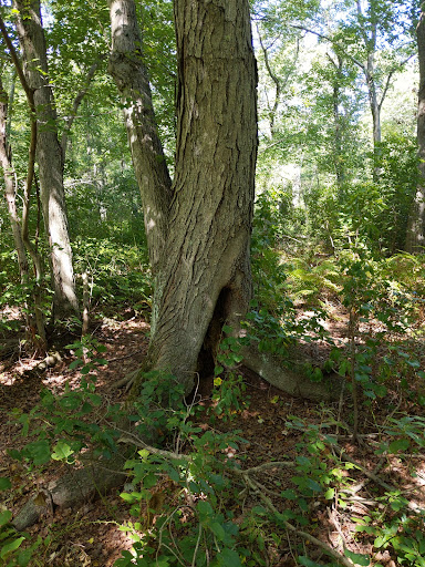 Park «Mansfield Park», reviews and photos, 85 Walker St, Massapequa Park, NY 11762, USA