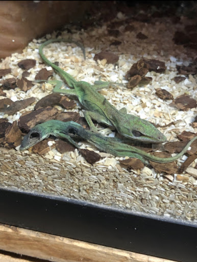 Pet Supply Store «College Greens Pet Center», reviews and photos, 3311 Julliard Dr # A, Sacramento, CA 95826, USA