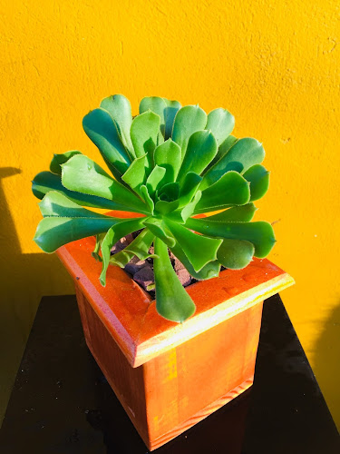 Suculentas y Cactus Chile - Centro de jardinería