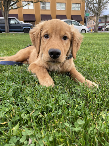 Pet Store «Critter Cabana», reviews and photos, 516 E 1st St, Newberg, OR 97132, USA