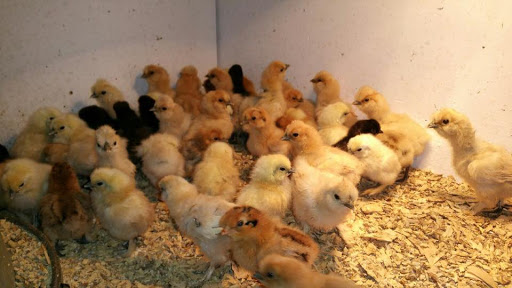 Animal Feed Store «Farmers Feed & Pet Supply», reviews and photos, 1302 E Miner Ave, Stockton, CA 95205, USA