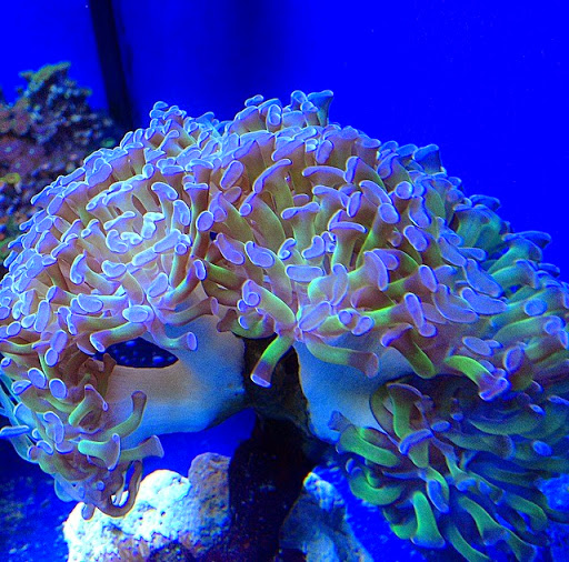 Tropical Fish Store «Fishy Business», reviews and photos, 911 E Church St, Lexington, TN 38351, USA