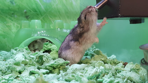 Pet Supply Store «PetSmart», reviews and photos, 8014 Old Carriage Ct, Shakopee, MN 55379, USA