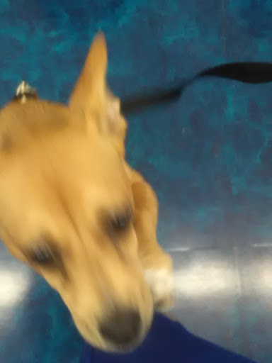 Pet Store «Vet Wellcare Vaccinations Clinic at Pet Supermarket», reviews and photos, 2320 N Dale Mabry Hwy, Tampa, FL 33607, USA