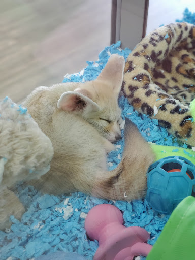 Pet Store «Incredible Pets Inc», reviews and photos, 2255 N Wickham Rd # 102, Melbourne, FL 32935, USA