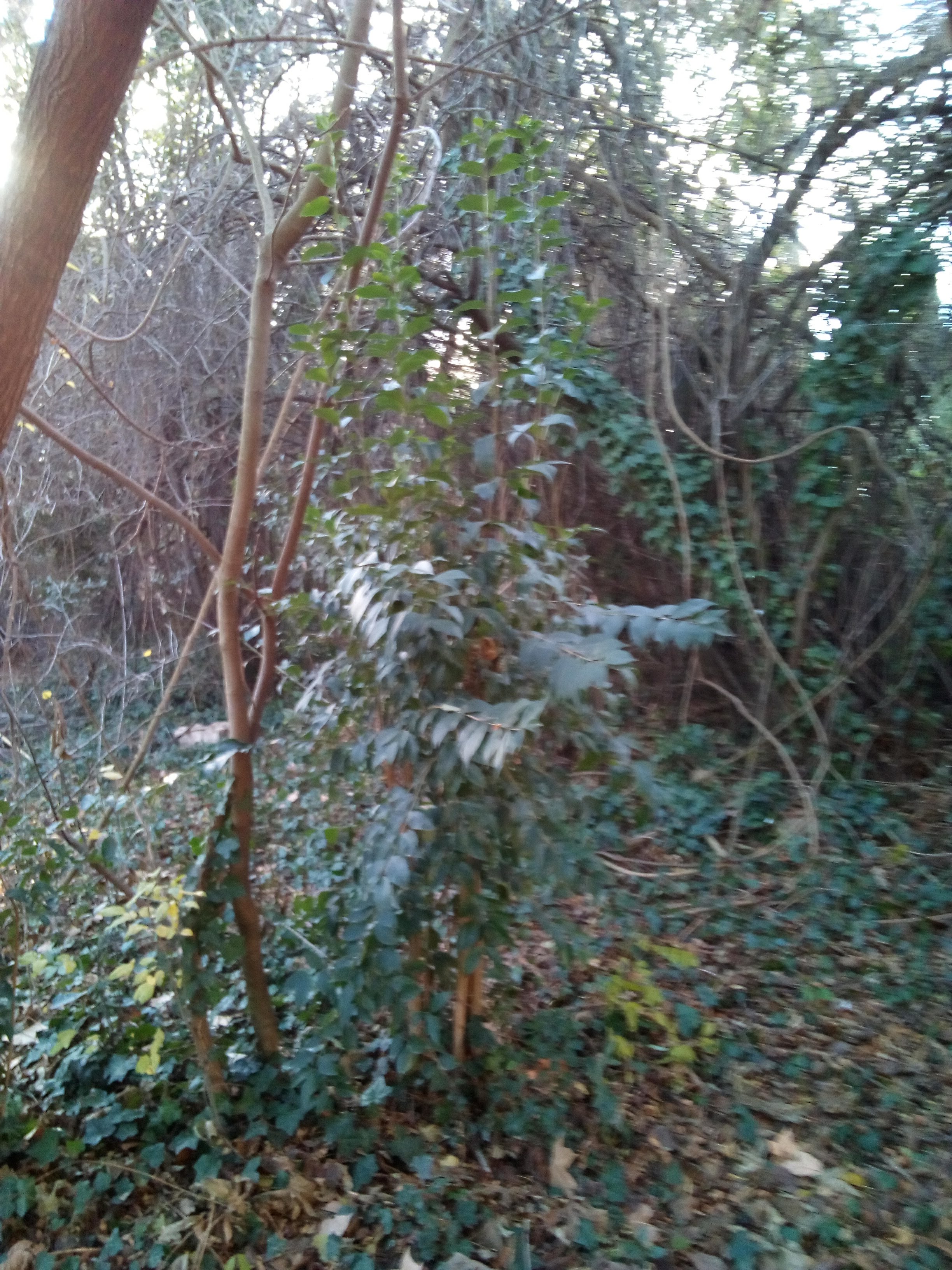 Photo n° 1 de l'avis de Pascal.r fait le 20/12/2017 à 17:40