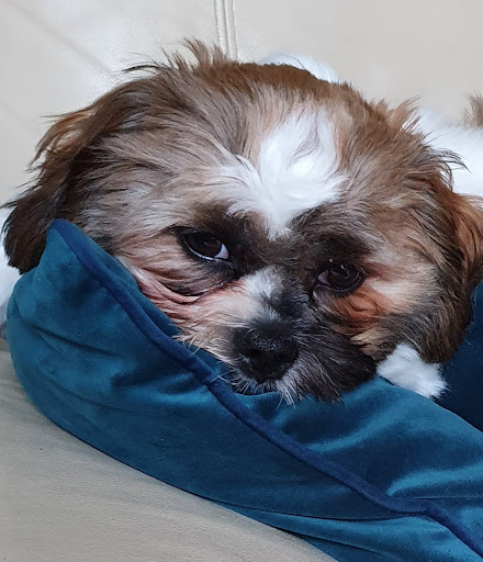 Kleintierpraxis Dr. Ines Schulze Berndt unter Bad Bentheim, Niedersachsen