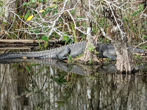 Nature Preserve «Big Cypress National Preserve», reviews and photos