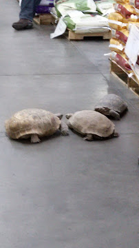 Jones Feed & Tack - Photo 9 - Car repair in Las Vegas, NV, Las Vegas