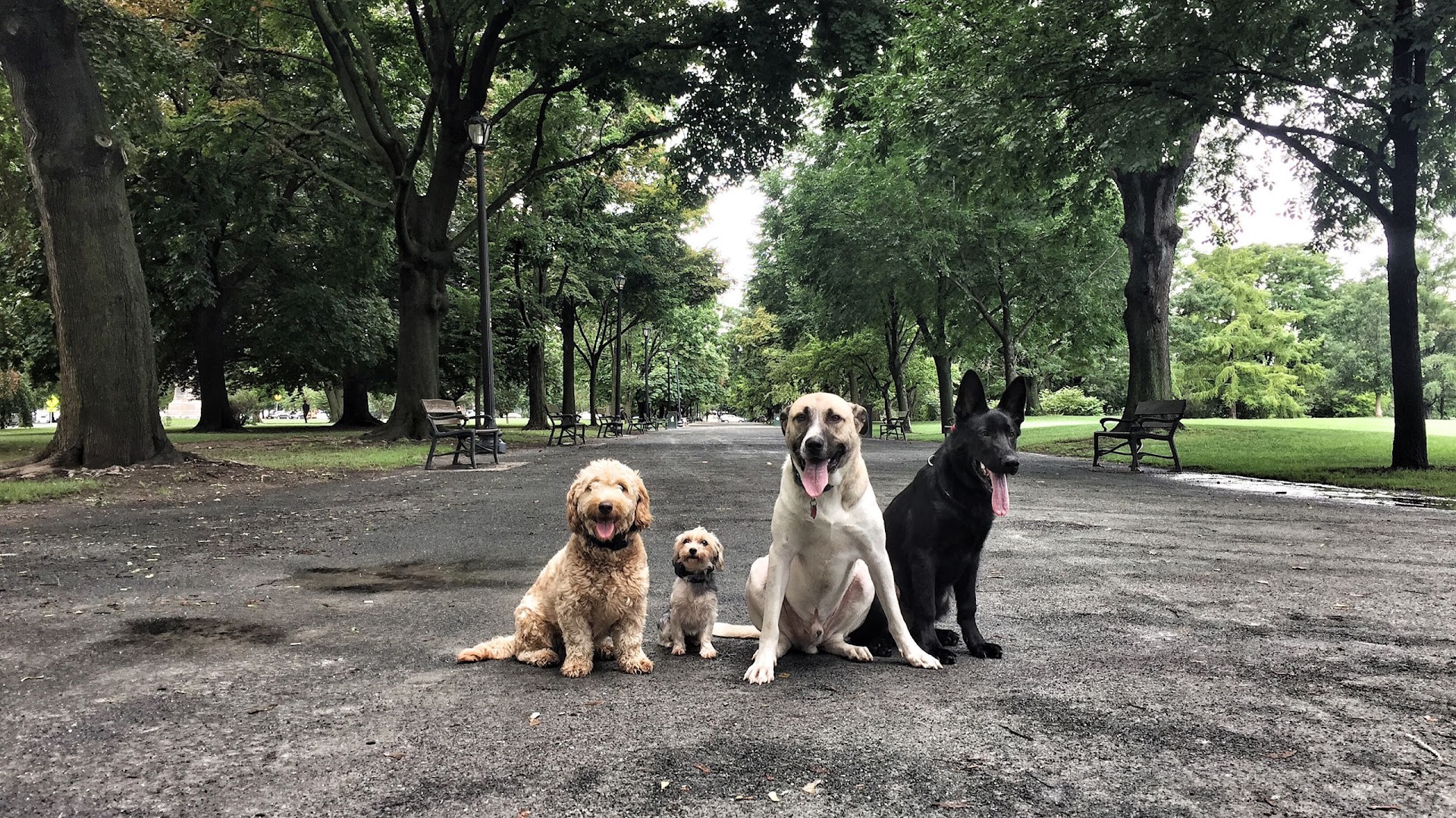 Albany / Saratoga Dog Trainers: Off Leash K9 Training