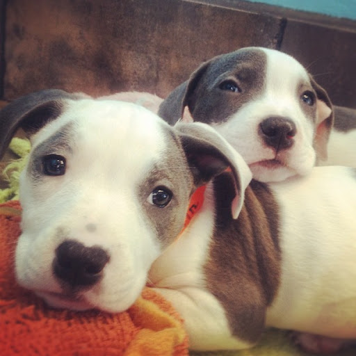 Pet Adoption Service «Found Animals Adopt & Shop», reviews and photos, 353 Lakewood Center Mall, Lakewood, CA 90712, USA