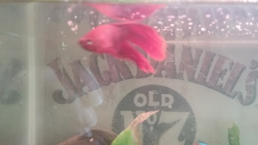 Pet Supply Store «PetSmart», reviews and photos, 3210 E Lynn Blvd, Sterling, IL 61081, USA