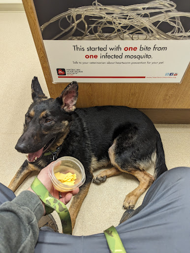 Auburn Hills Animal Hospital image