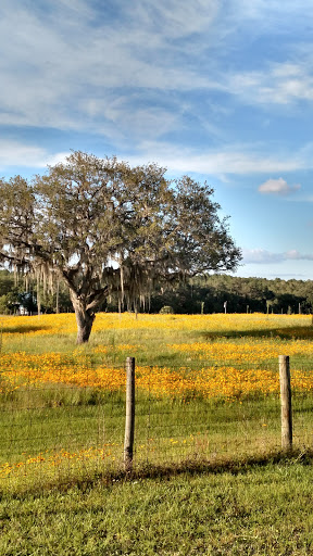 National Forest «Ocala National Forest», reviews and photos, FL-40, Silver Springs, FL 34488, USA