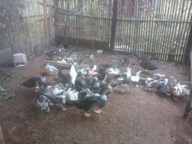 Yaifarm