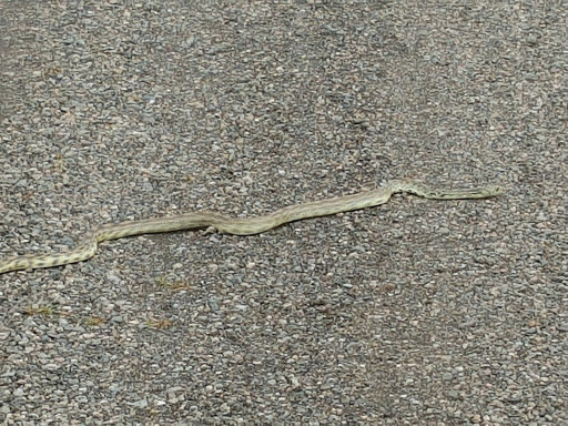 Public Golf Course «Murphy Creek Golf Course», reviews and photos, 1700 S Old Tom Morris Rd, Aurora, CO 80018, USA