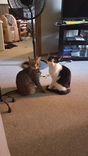 Marcus Remsen Veterinary Clinic image