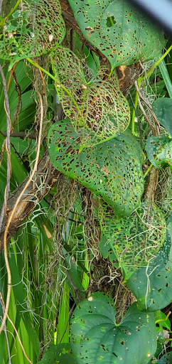 Park «John H. Marble Park», reviews and photos, 3675 53rd Ave E, Bradenton, FL 34203, USA