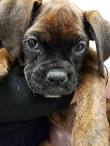 Pet Store «Petland Topeka», reviews and photos, 1801 SW Wanamaker Rd, Topeka, KS 66614, USA