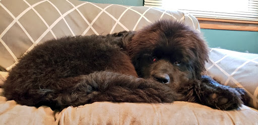 Pet Groomer «Bubbly Paws Dog Wash & Grooming», reviews and photos, 949 Grand Ave, St Paul, MN 55105, USA