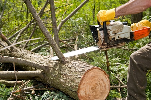 Hector Salas Tree Service of Ontario - Tree Removal Contractor Ontario CA, Tree Services