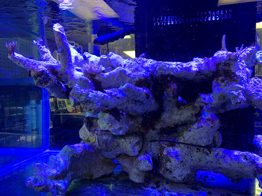 Tropical Fish Store «Salty Fish Aquariums», reviews and photos, 5535 Brewster St, San Antonio, TX 78233, USA