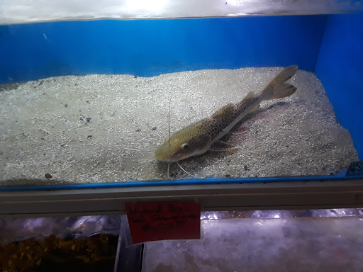 Pet Store «Fish-N-Pets Unlimited», reviews and photos, 11710 Bissonnet St, Houston, TX 77099, USA