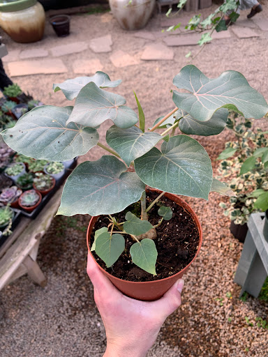 Plant Nursery «Sturtz & Copeland Florist & Greenhouses», reviews and photos, 2851 Valmont Rd, Boulder, CO 80301, USA