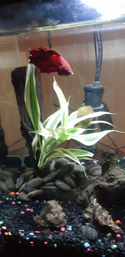 Pet Supply Store «Petco Animal Supplies», reviews and photos, 993 Branson Hills Pkwy, Branson, MO 65616, USA