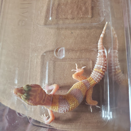 Pet Supply Store «PetSmart», reviews and photos, 5857 NJ-42, Turnersville, NJ 08012, USA