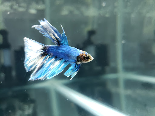 Pet Store «Exotic Fish», reviews and photos, 406 Northside Dr # F, Valdosta, GA 31602, USA