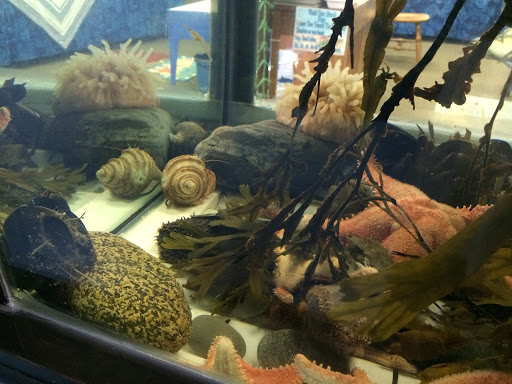 Aquarium «Explore the Ocean World, llc Oceanarium», reviews and photos, 367 Ocean Blvd, Hampton, NH 03842, USA