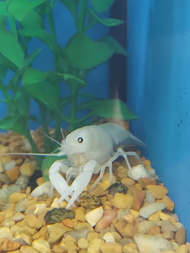 Pet Supply Store «Petco Animal Supplies», reviews and photos, 806 Sunrise Hwy, Baldwin, NY 11510, USA