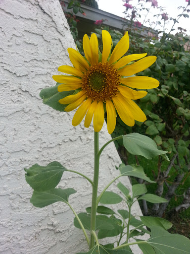 Computer Repair Service «ABCD Computers Home Service-17yrs in las Vegas», reviews and photos, 6625 Navio Dr, Las Vegas, NV 89103, USA