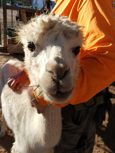 High Country Alpaca Ranch