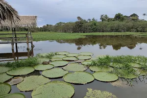Parque Ecologico Janauari image