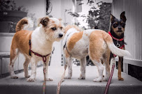 South Bay Dog Walking - Photo 4 - Car repair in , Long Beach