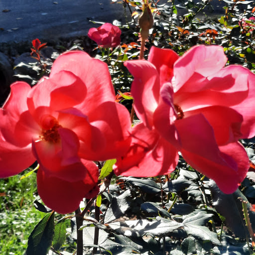 Park «A.B. Sawyer Park», reviews and photos, 9300 Whipps Mill Rd, Louisville, KY 40242, USA