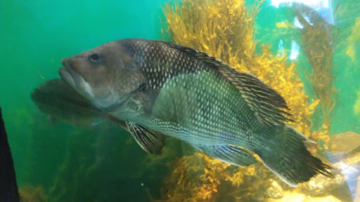 Aquarium «Maine State Aquarium», reviews and photos, 194 McKown Point Rd, West Boothbay Harbor, ME 04575, USA